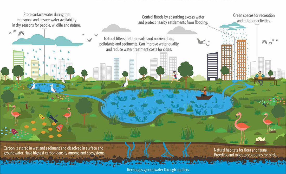 A wetland is any land area that can hold surface water and support aquatic flora and fauna. In urban spaces, wetlands occur as lakes, ponds, marshlands, and swamps.